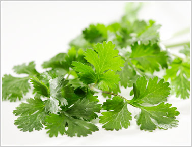 The Muranaka Cilantro